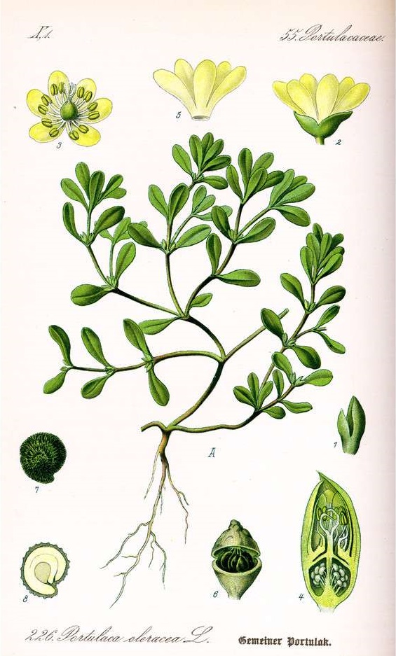 Ervas de Verão